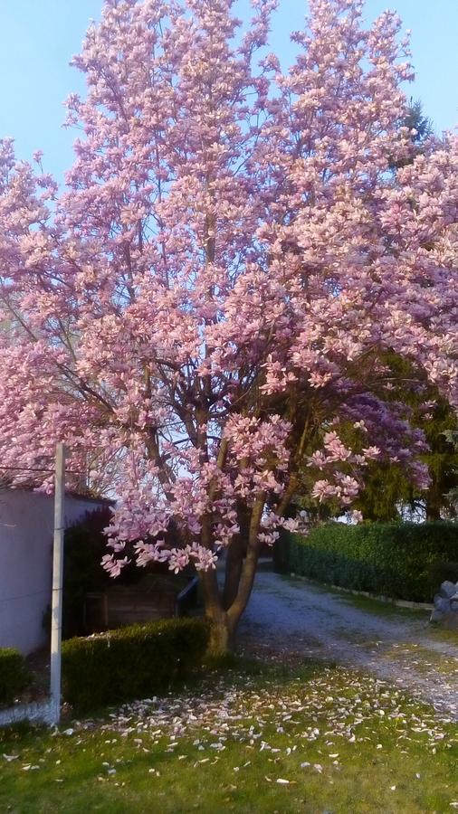 B&B Villa Cardellini Savigliano Buitenkant foto